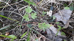 Corydalis intermedia