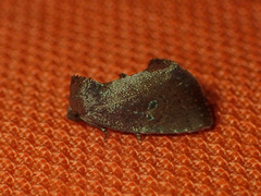 Elusa