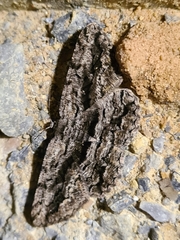 Scioglyptis canescaria