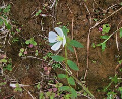 Pterolepis glomerata