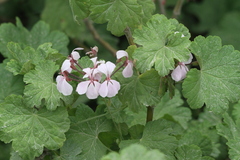 Pelargonium zonale