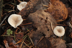 Clitocybe phyllophila