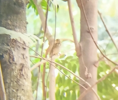 Anthus hodgsoni