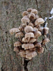 Mycena tintinnabulum