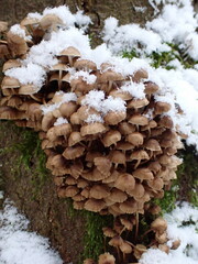 Mycena tintinnabulum