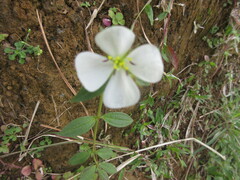 Pterolepis glomerata