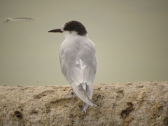 Sterna
