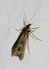 Diasemia monostigma