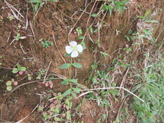 Pterolepis glomerata