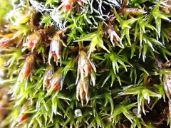 Schistidium crassipilum