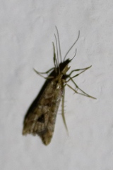 Diasemia monostigma