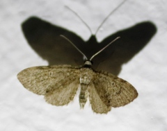 Chiasmia simplicilinea