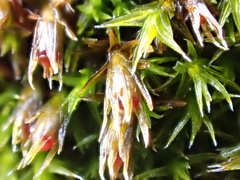 Schistidium crassipilum