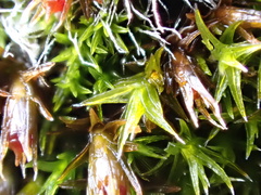 Schistidium crassipilum