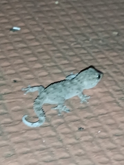 Tarentola delalandii