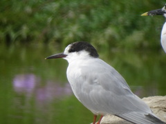 Sterna