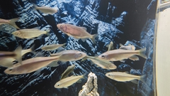 Devario chrysotaeniatus