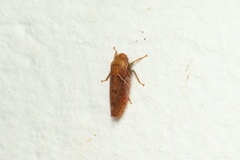 Curtara