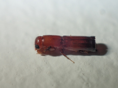 Platypodinae