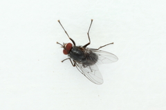 Muscidae