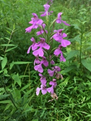 Platanthera peramoena