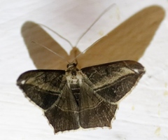 Chiasmia simplicilinea