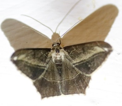 Chiasmia simplicilinea