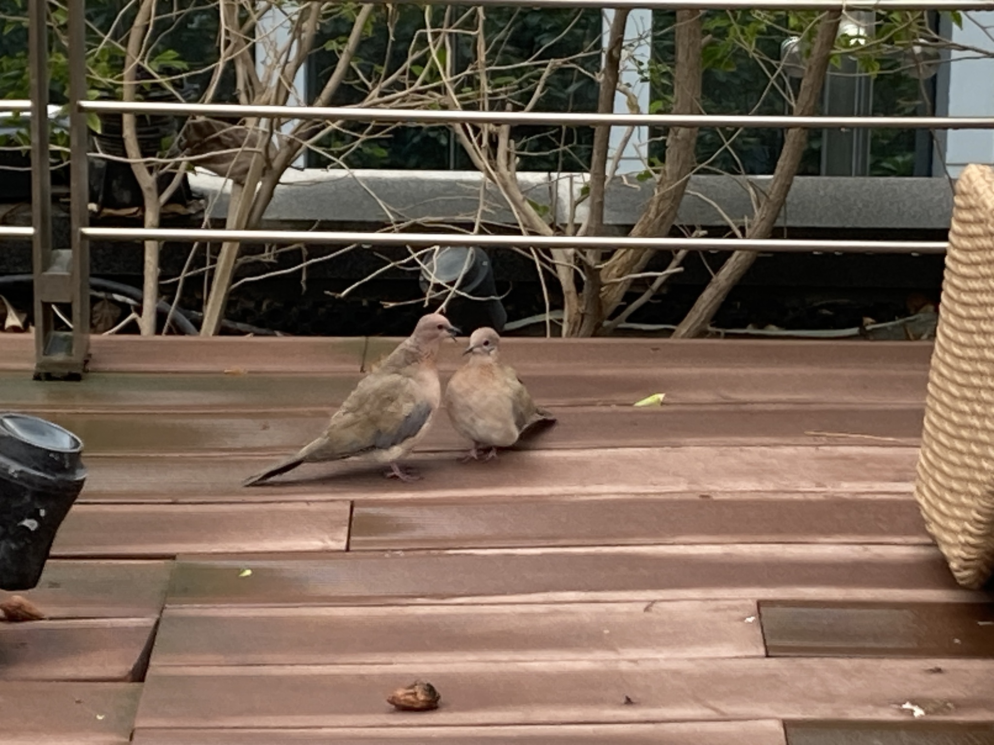 Laughing Dove
