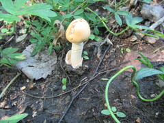 Amanita crocea