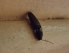 Heteroderes amplicollis