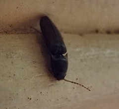 Heteroderes amplicollis