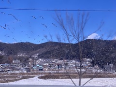 Sibirionetta formosa