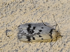Compsotropha selenias