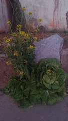 Brassica rapa pekinensis