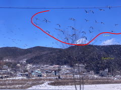 Sibirionetta formosa