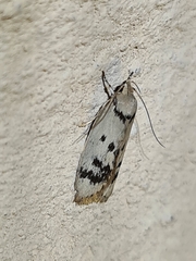 Compsotropha selenias