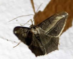 Chiasmia simplicilinea