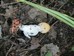 Amanita crocea