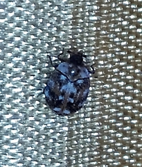 Anthrenus picturatus