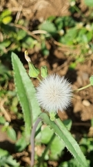 Asteraceae