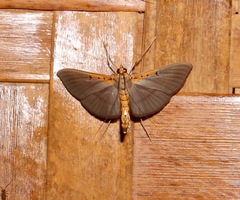 Filodes costivitralis