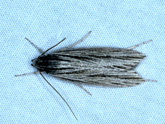 Leistarcha scitissimella