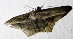 Chiasmia simplicilinea