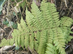 Dryopteris maximowicziana