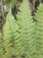 Dryopteris maximowicziana