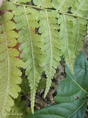 Dryopteris maximowicziana