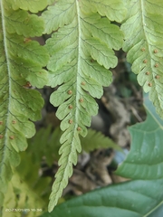 Dryopteris maximowicziana