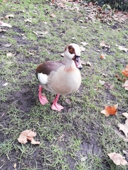 Alopochen aegyptiaca