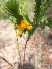 Pultenaea tuberculata