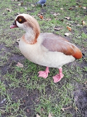 Alopochen aegyptiaca